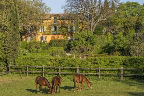 South Of France House, France House, French Country Estate, Provence Garden, France Luxury, French Exterior, Equestrian Estate, Countryside House, Provence France