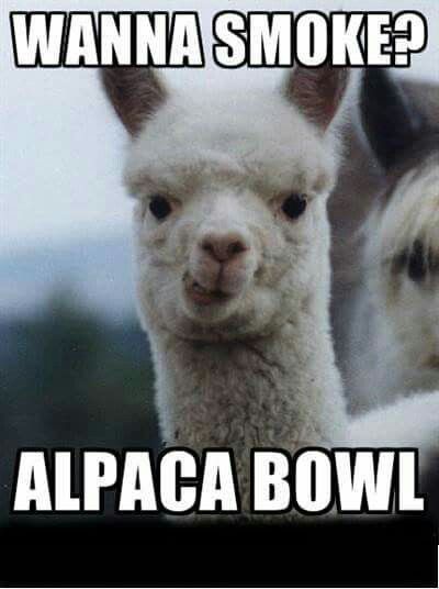 Wanna smoke Road Trip Meme, Alpaca My Bags, Cute Alpaca, Popup Camper, Dog Camping, Snapchat Funny, Picture Captions, Funny Animal Pictures, Go Camping