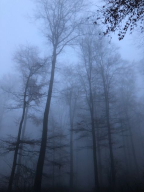 Rainy Sky, Dark Forest Aesthetic, Foggy Weather, Dark Landscape, Fog Blue, Dark Autumn, Foggy Forest, Fantasy Forest, Blue Forest