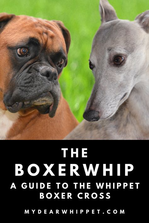 I love Whippets and Whippet cross breeds. This post looks at the Boxer Whippet mix (or Boxership) and presents a detailed guide on their appearance, temperament, health, exercise and care needs. Find out more about Whippet crosses, along with stacks of information about purebred Whippets, on the My Dear Whippet blog. Whippet Rescue, Whippet Mix, Whippet Dog, Health Exercise, Boxer Mix, The Boxer, Dog Facts, Animal Friends, Whippet