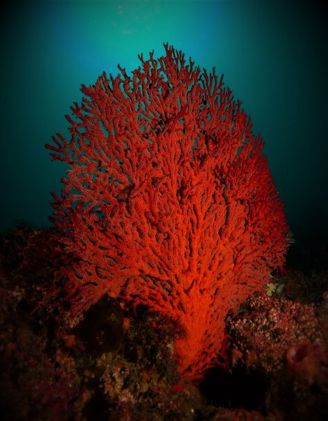 All sizes | Red Gorgonia - 2nd February 2016. | Flickr - Photo Sharing! Water Life, Creature Comforts, Tide Pools, Botanical Beauty, White Coral, Body Poses, Red Sea, Sealife, Red Aesthetic