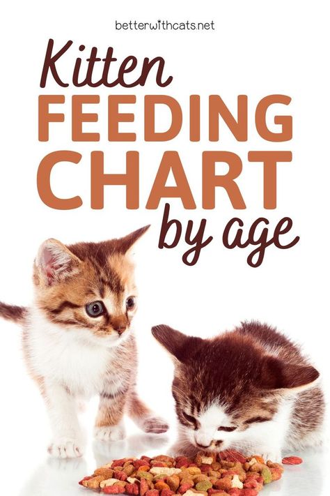 Check out our kitten feeding chart by age in order to learn how much, when, and how to feed your new kitten. Kitten Food Homemade, Kitten Age Chart, Cat Feeding Chart, Cat Age Chart, Homemade Cat Treats Recipes, Feeding Kittens, Cat Nutrition, Cat Ages, New Kitten