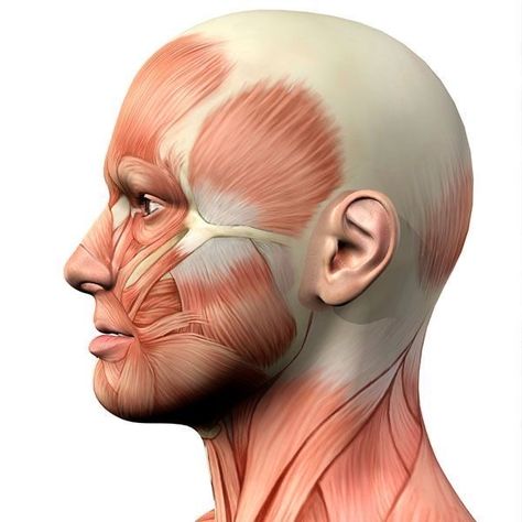 Face Muscles Anatomy, Facial Muscles Anatomy, Anatomy Muscles, Side View Of Face, Anatomy 101, Head Muscles, Human Muscle Anatomy, Muscles Of The Face, Face Anatomy