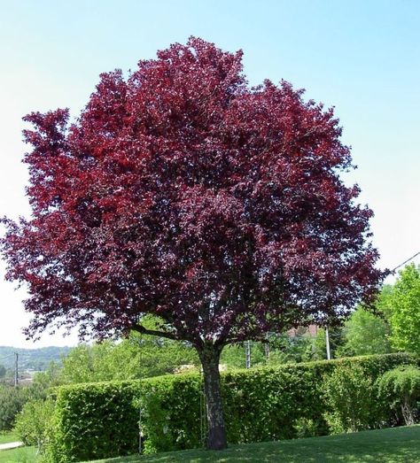 Purple Leaf Flowering Plums | Elk Grove, CA Patch Purple Plum Tree, Purple Leaf Plum Tree, Flowering Plum Tree, Street Trees, Plum Tree, Acer Palmatum, Purple Trees, Red Tree, Small Trees