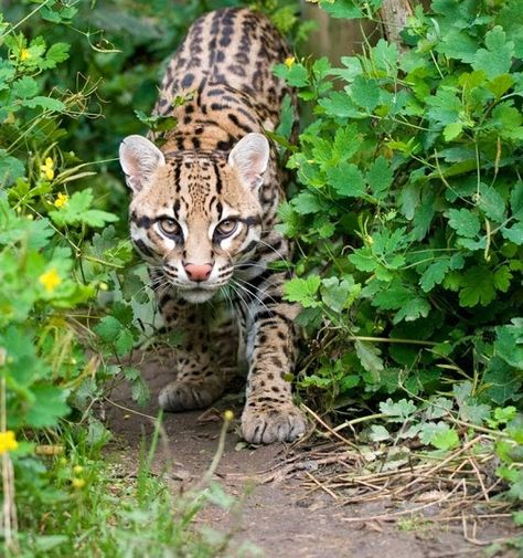 ocelot in bolivia its an exmple of fauna Dangerous Cat, Small Wild Cats, Cat Species, Animal Facts, Cat Facts, Domestic Cat, Beautiful Animals, Animals Of The World, Animal Tattoos