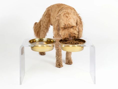 Are Elevated Dog Bowls Good For Your Dog – Hiddin Raised Dog Bowls, Elevated Dog Bowls, Gold Bowl, Puppy Bowls, Dimensional Wall Art, Dog Water Bowls, Clear Bowls, Stainless Steel Bowls, Silver Bowl