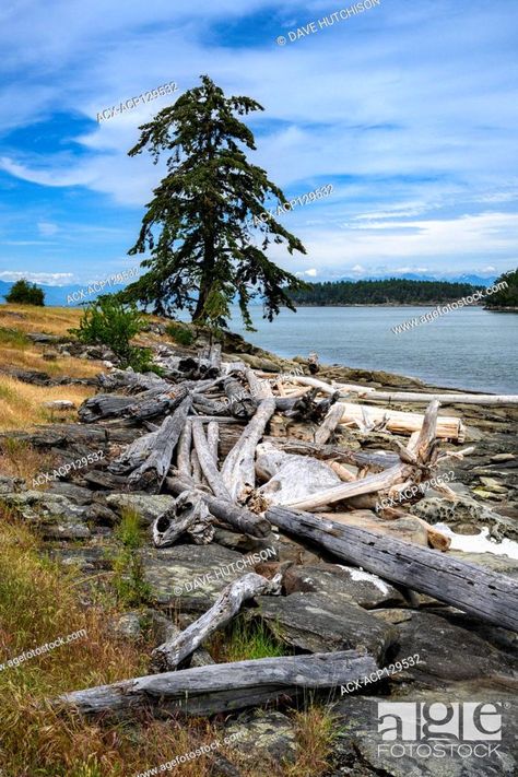 Drumbeg Park, Gabriola Island, near Nanaimo, Vancouver Island, BC, Canada, Stock Photo, Picture And Rights Managed Image. Pic. ACX-ACP129532 | agefotostock Gabriola Island, Canada Photos, Single Tree, Ocean Park, Beach Beauty, Bc Canada, British Columbia Canada, Vancouver Island, Travel And Tourism