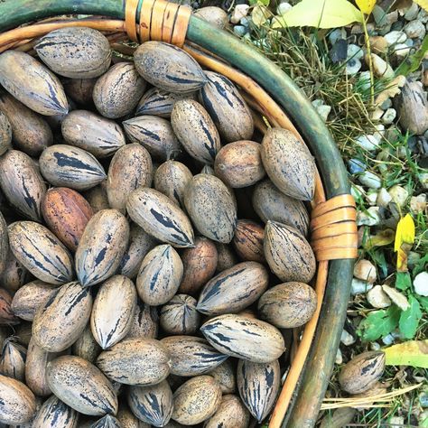 Do you have or know of a mature pecan tree in your area? Keep an eye on your tree(s) and when they drop their nuts don't delay! Gently shake the pecan tree's branches using the long pole to encourage ripe nuts to fall to the ground. Remove the outer husks. Inside, you'll find the prized pecans.⁠ They're delicious in pies, salads, or enjoyed on their own. ⁠ Click for our free newsletter of seasonal tips for land-based living delivered straight to your inbox! Gardening Beds, Pecan Orchard, Seasonal Aesthetic, Living Off Grid, Backyard Food, Pecan Tree, Newsletter Signup, Food Forest, Natural Building