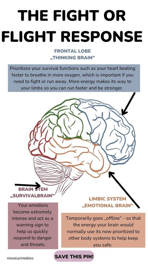 When we feel a sense of potential danger and fear our body instinctively goes into protective mode to keep us safe and this fear response starts in the part of the brain called the amygdala. The amygdala activates the fight or flight response and assesses the emotional significance of things that happen in our environment and decides whether or not something is a threat to you. Link in bio to get all your mental health needs. Metaphysical Anatomy, Psychology Theory, Psych Notes, Brain Anatomy And Function, Brain Study, Brain Math, Brain Problems, Flight Response, Counselling Tools