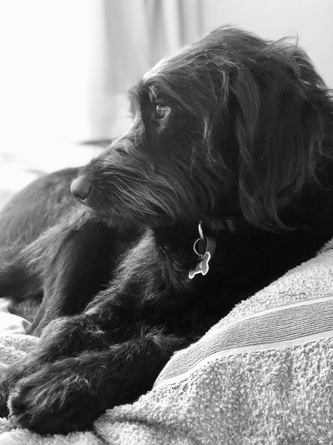 Our rescue baby. We were told hes an F1 Labradoodle but were not sure. Would love to hear your thoughts? Labradoodle #doodle #puppies #labradoodle Straight Hair Labradoodle, Black Labradoodle Haircut Style, Labradoodle Haircut Style, F1 Labradoodle, Labradoodle Haircut, Black Labradoodle, Labradoodle Puppy, Fluffy Cows, Black Wolf