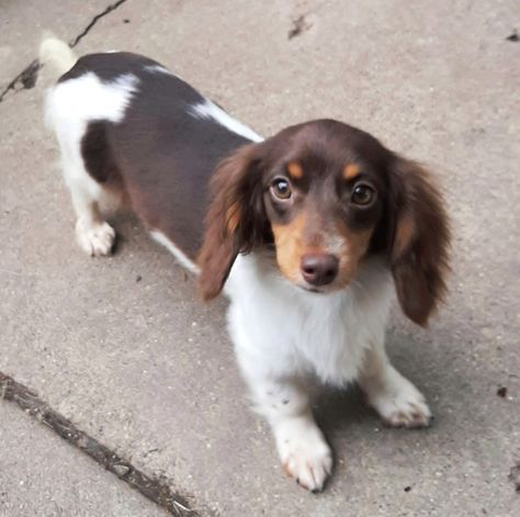 Tri Merle Dachshund Long Hair, Chocolate Piebald Dachshund, Dachshund Piebald, Piebald Dachshund, Long Haired Miniature Dachshund, Fit Dogs, Japanese Spitz, Long Haired Dachshund, Dachshund Mix