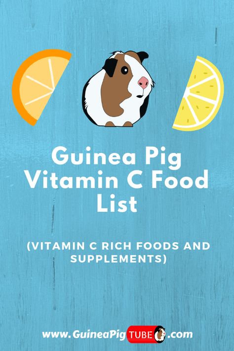 Guinea pigs need vitamin C and it’s very important to feed guinea pig with the right types of vitamin C rich foods or supplements because they cannot produce vitamin C by themselves. When guinea pigs lack vitamin C, they can develop a disease known as guinea pig scurvy. In this article find out a list of the best vitamin C foods for guinea pigs and the best vitamin C supplements. Choose the right guinea pig vitamin C foods that your pet will love. #guineapigfood #guineapigs #guineapigcare Guinea Pig Food List, Vitamin C Rich Foods, Guinea Pig Diet, Vitamin C Foods, Guinea Pig Diy, Pig Care, Summer Puppy, Guinea Pig Food, Guinea Pig Accessories