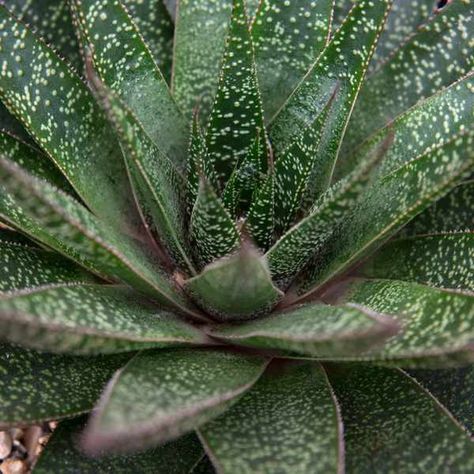 Gasteria Flow Gasteria Flow, Gasteria Succulents, Succulent Display, Succulent Garden Indoor, Garden Indoor, Gardening 101, Mediterranean Garden, Succulent Garden, Succulents Garden