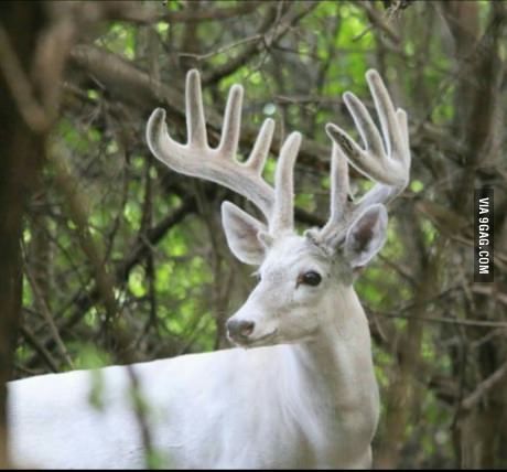 Albino buck spotted in NY Bluebell Forest, Albino Deer, Axis Deer, Big Deer, White Hart, Deer Pictures, Fallow Deer, Whitetail Bucks, Albino Animals