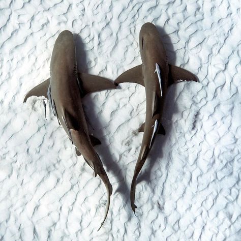 Shark Heart, Two Sharks, Sharks Swimming, Lemon Shark, Thresher Shark, Matching Tats, Shark Swimming, Shark Tattoos, Marine Biologist