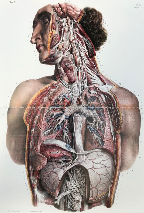 The anatomy of polyvagal structures Anatomy Images, Heart Anatomy, Arte Peculiar, Cranial Nerves, Cabinet Medical, Body Structure, Human Human, Psy Art, Human Anatomy Art