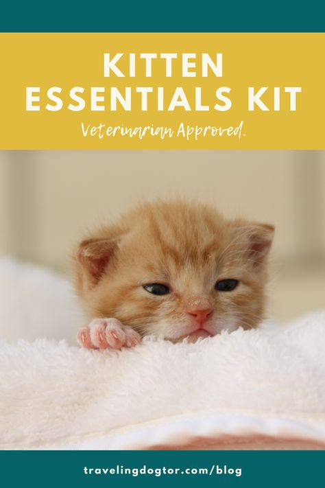 Kitten Essentials Kit Taking Care Of Kittens, Kitten Essentials, Cat Behavior Problems, Cat Communication, Foster Baby, New Kitten, Cat Body, Cat Essentials, Vet Student