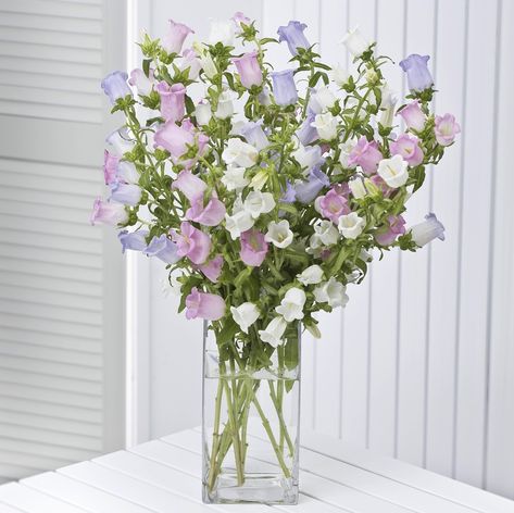 Campanula Bouquet, Bells Flowers, Campanula Flowers, Canterbury Bells, Flower Arranging Tutorial, Small Flower Arrangements, April Flowers, Boquette Flowers, Order Flowers Online