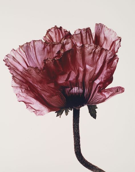 IRVING PENN (1917-2009) | Lavender Glory Poppy, New York, 1968 | Photographs | Christie's Irving Penn Flowers, Billy Kidd, Irving Penn, Elegant Minimalism, Still Life Flowers, History Of Photography, Vogue Covers, Famous Photographers, Floral Photography