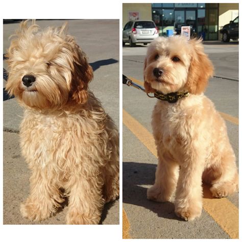 Doodle Cuts Before And After, Mini Aussiedoodle Haircut Styles, Poochon Dog Grooming Styles, Golden Doodle Haircut Before And After, Cavapoo Haircut Styles, Cockapoo Haircut, Doodle Haircuts, Cockapoo Grooming, Doodle Cuts