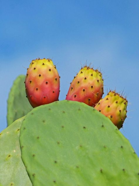 Prickly pear cactus background. Free public domain CC0 image. | free image by rawpixel.com Cactus Pear, Cactus Background, Cactus Pears, Cactus Backgrounds, Pear Cactus, Prickly Pear Cactus, Prickly Pear, Public Domain Images, Download Free Images