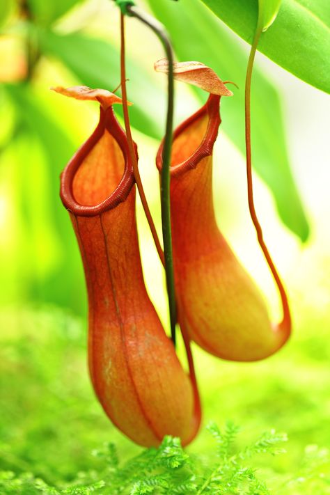 Pitcher Plant (mosongomoukwa, 2014) Horsetail Reed, Insectivorous Plant, Plant Fungus, Pitcher Plant, Venus Fly Trap, Organic Soil, Lavender Plant, Plant Lighting, Carnivorous Plants