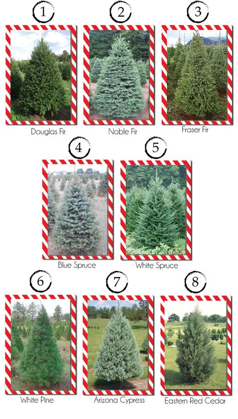 Christmas Tree Types, Christmas Tree Varieties, Forest Christmas Tree, Tree Types, Types Of Christmas Trees, Forest Christmas, Christmas Tree Lots, White Spruce, Christmas Farm