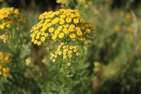 How To Grow A Tansy Plant: The Ultimate Guide | Polytunnel Gardening Invasive Plants To Avoid, Tansy Plant, Fruit Shrub, Plant Notes, Soil Health, Soil Improvement, Beneficial Insects, Fruit Plants, Growing Seeds