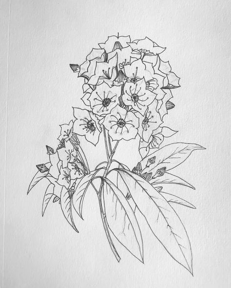 Original drawing by Sarah Castrigano Mountain Laurel Flower Tattoo, Mountain Laurel Drawing, Mountain Laurel Tattoo, Laurel Tattoo, Laurel Flower, Peruvian Lilies, Rune Tattoo, Flower Line Drawings, Mountain Laurel