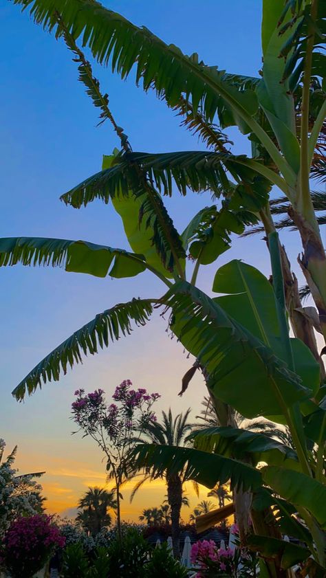 Palm trees in cyprus 🌺 Flowers Nature, Cyprus, Palm Trees, Trees, Flowers, Nature