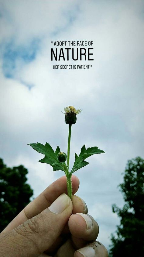 Nature Creative Photography, Flowers Photography Quotes, Creative Photography Ideas Nature, Greenary Photoshoot Quote, Nature Asthetics Wallpaper, Nature Photography Ideas Creative, Nature Photography Captions, Flower Lover Quotes, Nature Asthetics Photos