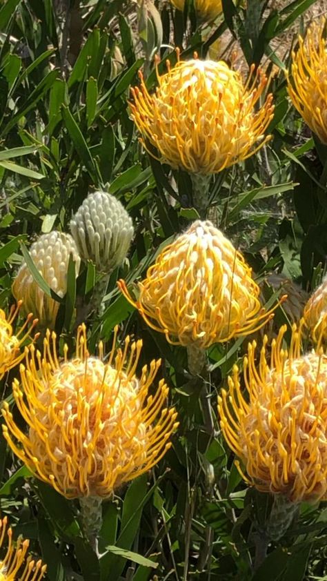 Proteas Flower, Protea Garden, Small Garden Landscape Design, Protea Plant, Mailbox Garden, Small Garden Landscape, Australian Native Garden, Protea Flower, Australian Native Flowers