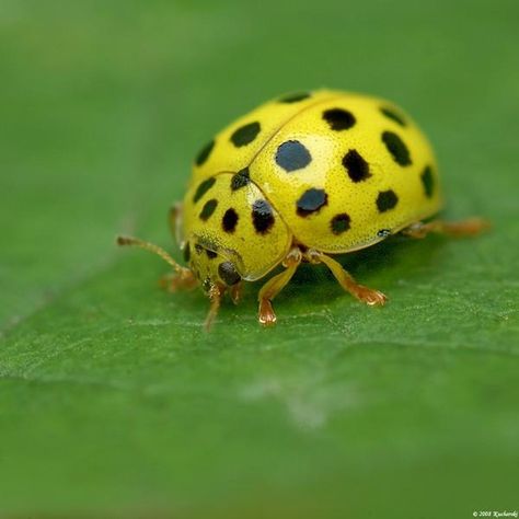 Yellow Ladybugs | Yellow ladybug Ladybug Meaning, Bug Rocks, Weird Bugs, Yellow Ladybug, Ladybug Garden, Insect Photography, Spotted Animals, Cool Bugs, Garden Insects