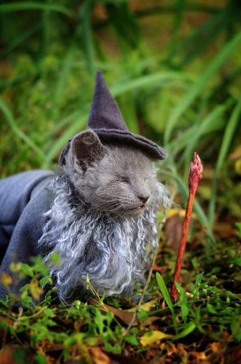 Gandalf cat is absolutely adorable! Kittens In Costumes, Kitten Dress, Cat Cosplay, Grey Kitten, Hallowen Costume, Cat Halloween Costume, Tiny Kitten, Gandalf, Cat Behavior