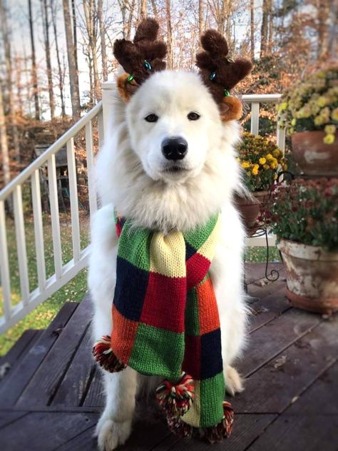 Iceland In Winter, Dog Profile, Dog Xmas, Holiday Accessories, Samoyed Dogs, Christmas Scarf, Reindeer Headband, Bad Behavior, Very Cute Dogs