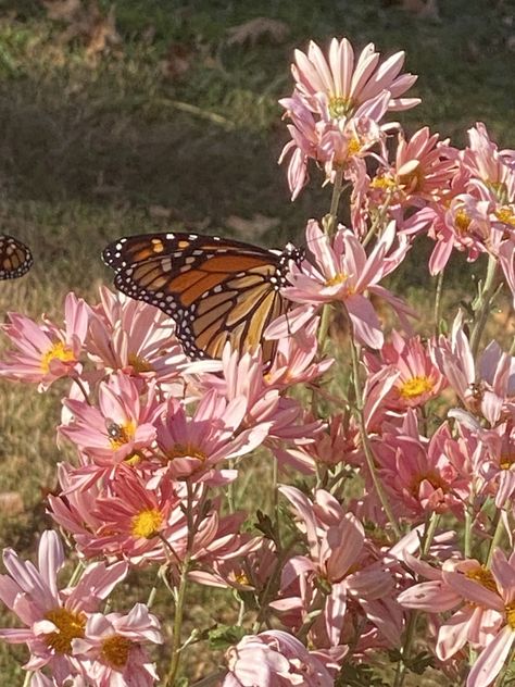 Monarch Butterfly Aesthetic, Monarch Aesthetic, Butterfly Aesthetic, Wall Papers, Monarch Butterfly, Blue Rose, Eternal Love, Art Inspo, Lavender