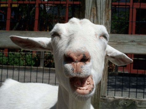 Here Are Some Hilarious Photos Of Animals Making Funny Faces Funny Goat Pictures, Goat Picture, Funny Animal Faces, Goat Art, Make Funny Faces, Super Funny Pictures, Goats Funny, Animal Print Wallpaper, Funny Pictures With Captions