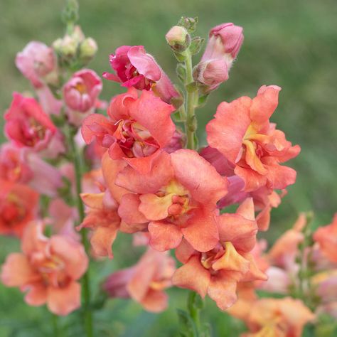 Madame Butterfly Bronze Snapdragon Seeds - Annual Flower Seeds America Selection, Snapdragon Seeds, Madama Butterfly, Fall Perennials, Azalea Flower, Peony Root, Fragrant Garden, Lily Bulbs, Amaryllis Bulbs