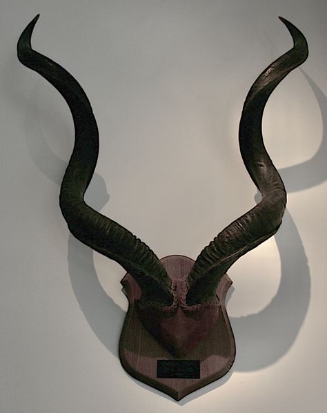 Busacca Gallery: Large African Antique Taxidermy Kudu Horns Mounted On Wood Kudu Horns Decor, European Deer Mount Ideas, Kudu Horns, Antique Taxidermy, Horn Decor, Deer Mount Ideas, Horns Decor, Taxidermy Display, Deer Mounts