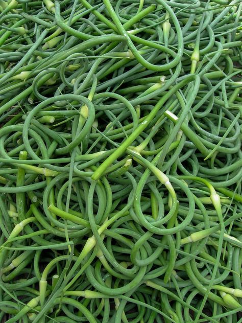 Learn how to use garlic scapes from the farmers market with these easy garlic scape recipes. Including what are garlic scapes, they aren't green garlic but also known as garlic shoots, how to cook with garlic scapes such as garlic scape pesto, pickled garlic scapes, preserve garlic scapes by canning. How to store garlic scapes, freezing garlic scapes. Garlic shoots recipes. Garlic shoots pesto. #farmers'market #pickled #pesto #scapes #recipes #howto Garlic Scapes Recipes, Scapes Recipes, Pickled Garlic Scapes, Scape Recipes, Preserve Garlic, Scape Pesto Recipe, Freezing Garlic, Garlic Shoots, How To Cook Garlic