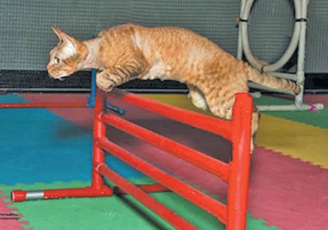 agility-training-cat Train A Cat, Cat Tricks, Cat Hacks, What Cat, Agility Training, Good Motivation, Cat Training, Scratching Post, How To Train