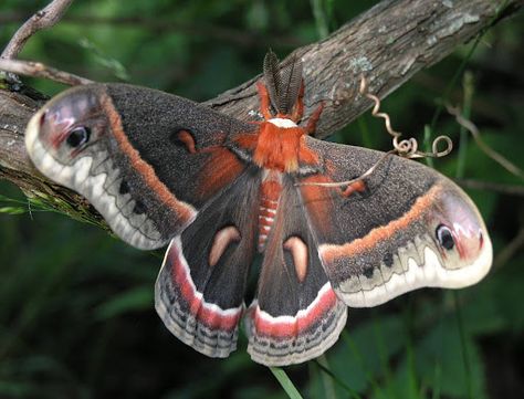 Giant Moths of North America | ... has photos of every stage of development from eggs through moth Regal Moth, Flannel Moth, Types Of Moths, South American Rainforest, Cecropia Moth, Large Moth, Moth Caterpillar, Bee Sting, Swallowtail Butterfly