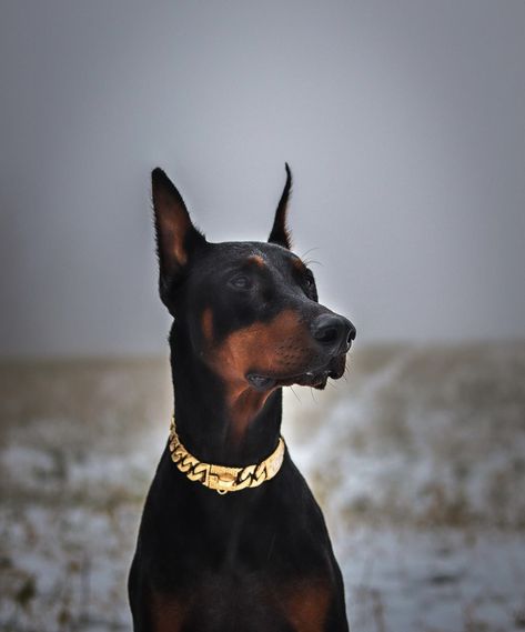 #life #style #aesthetic #jewelry #dogs #beautyproducts Dog Collar Aesthetic, Doberman Collar, Life Style Aesthetic, Fancy Collar, Girl Aesthetics, Jeweled Collar, Doberman Dogs, Dream Dog, Aesthetic Jewelry