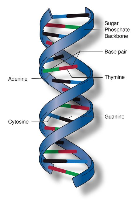 Dna Double Helix Model, Dna Model Project, Microbiology Study, Dna Facts, Helix Shape, Dna Project, Cells Project, Biology Projects, Dna Molecule