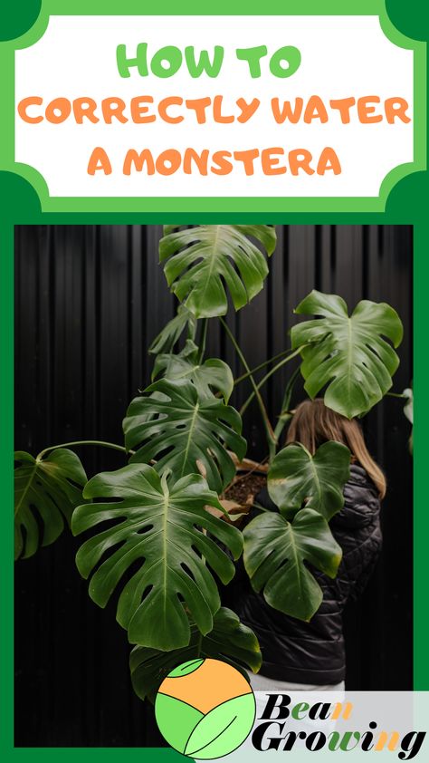 Monstera Deliciosa Indoor, Monstera Plant Care, Moss Pole, Lucky Plant, Plant Indoor, Household Plants, Plant Care Houseplant, Swiss Cheese Plant, Container Gardening Flowers