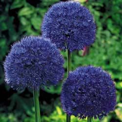 Alium flores azules Blue Allium, Allium Garden, Allium Giganteum, Dutch Gardens, Persian Blue, Bonsai Plants, Mediterranean Garden, Spring Bulbs, Bulb Flowers