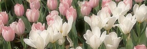 Tulips Aesthetic Header, Flowers Iphone Wallpaper, Flower Header, Pink Twitter, Twitter Header Aesthetic, Diy Journal Books, Baby Pink Aesthetic, Nothing But Flowers, Header Banner