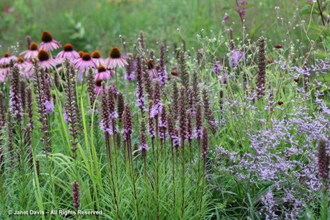 Limonium latifolium & Liatris spicata-Piet Oudolf garden-Toronto Botanical Garden | Janet Davis Explores Colour Hosta Sieboldiana, Liatris Spicata, Meadow Sage, Sacred Garden, Piet Oudolf, Prairie Garden, Pollinator Garden, Rain Garden, Garden Club