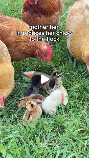 Chicken Videos Funny, Funny Chicken Videos, Funny Chicken Pictures, Yard Chickens, Funny Farm Animals, Chicken Videos, Funny Chickens, Chicken Pictures, Beautiful Chickens