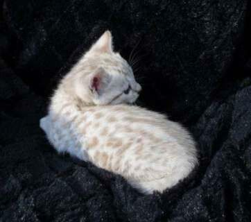 OMG Beautiful White Bengal! i want! White Bengal Kitten, Bengal Cat White, American Long Haired Cats, Snow Bengal Kitten, White Bengal Cat, Kitten White, Bengal Kitten, Image Swag, Pretty Animals